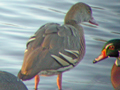 Plumed Whistling Duck